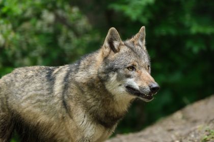 Il lupo nell'appennino