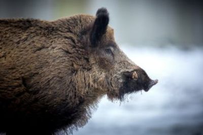 img-376183-M2-29-1372-0-0-ea7354b9a2c20f97b18a2b117f4c3a92