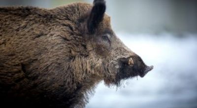 img-376183-M2-29-1372-0-0-ea7354b9a2c20f97b18a2b117f4c3a92